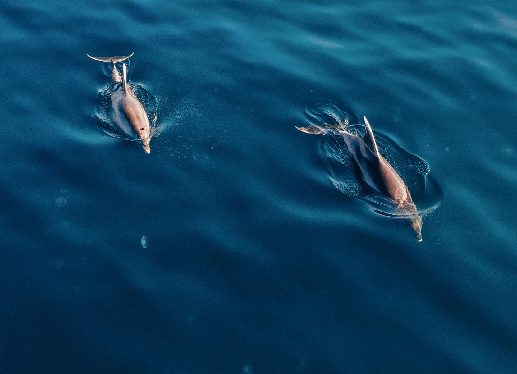 Image of two dolphins swimming in the sea