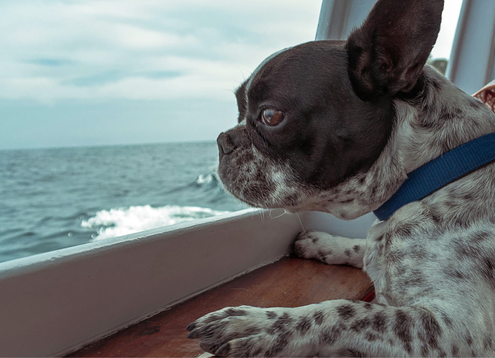 image of a dog looking out from the porthole of a ferry